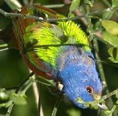 Passerin nonpareil