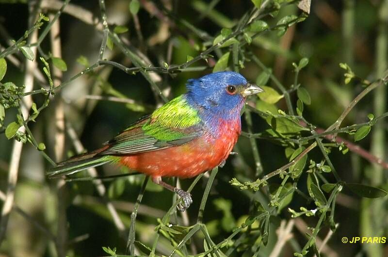 Passerin nonpareil