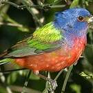 Passerin nonpareil