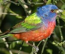 Painted Bunting