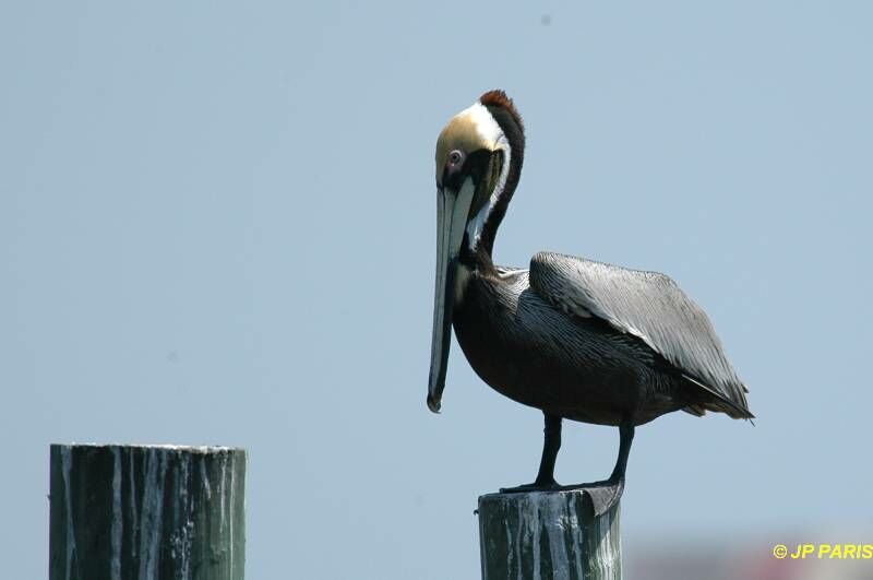 Brown Pelican