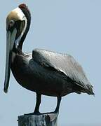 Brown Pelican