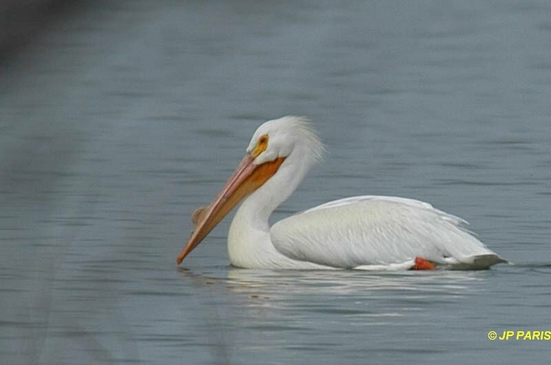 American White Pelican