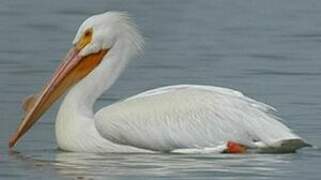 American White Pelican