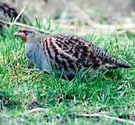 Grey Partridge