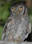 Tropical Screech Owl