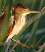 Least Bittern