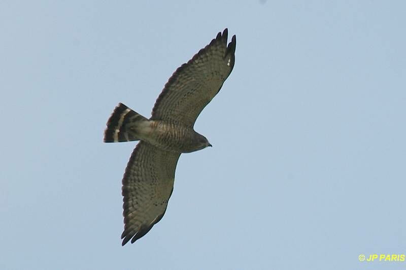 Broad-winged Hawk