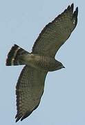 Broad-winged Hawk