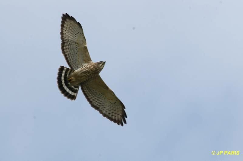 Broad-winged Hawk