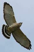 Broad-winged Hawk