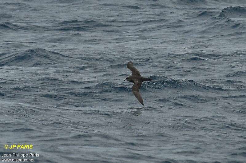 Great-winged Petrel, habitat, pigmentation