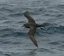 Great-winged Petrel