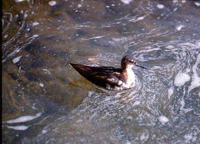 Red-necked Phalarope