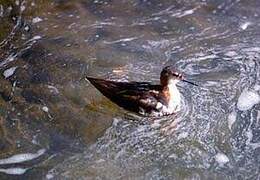 Phalarope à bec étroit