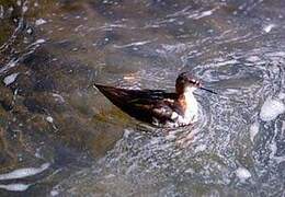 Phalarope à bec étroit