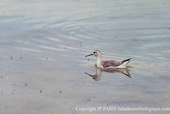 Wilson's Phalarope