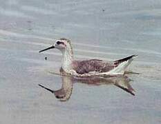 Wilson's Phalarope