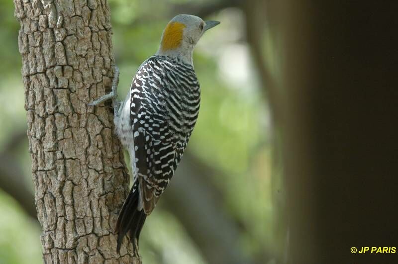 Golden-fronted Woodpecker