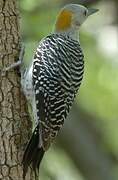 Golden-fronted Woodpecker