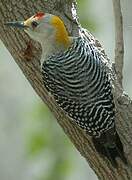 Golden-fronted Woodpecker