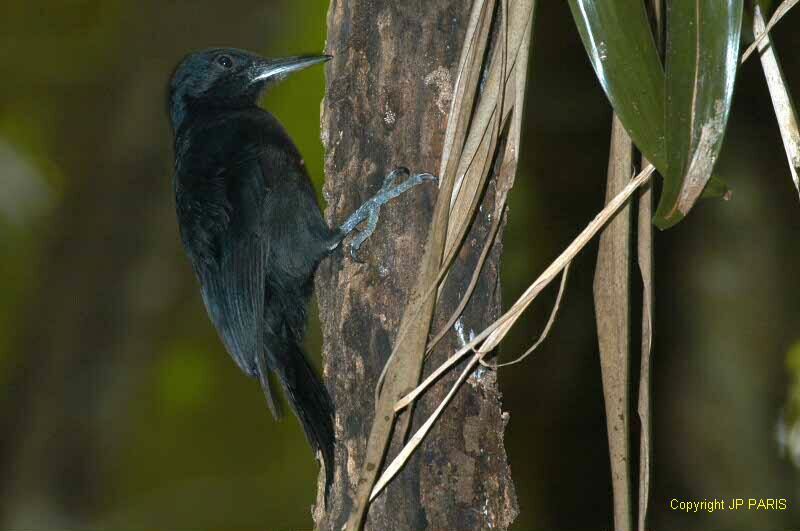 Guadeloupe Woodpecker