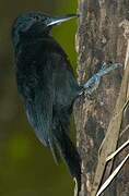 Guadeloupe Woodpecker