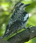 Yellow-bellied Sapsucker