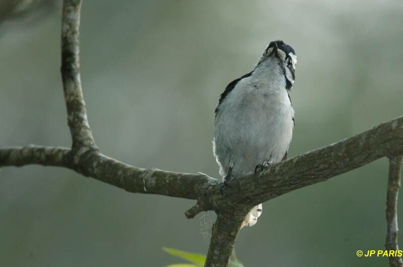 Downy Woodpecker