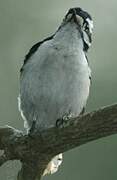 Downy Woodpecker