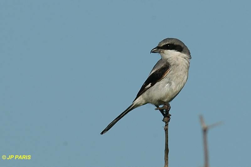 Loggerhead Shrike