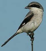 Loggerhead Shrike