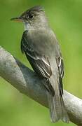 Eastern Wood Pewee