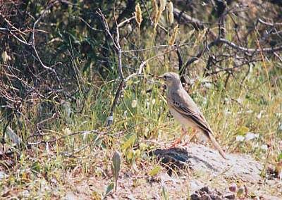 Pipit rousseline