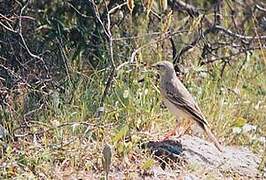 Pipit rousseline