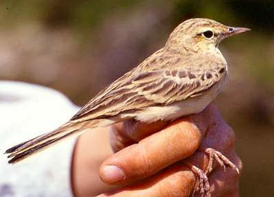 Tawny Pipit