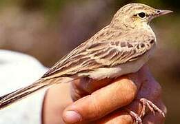 Pipit rousseline