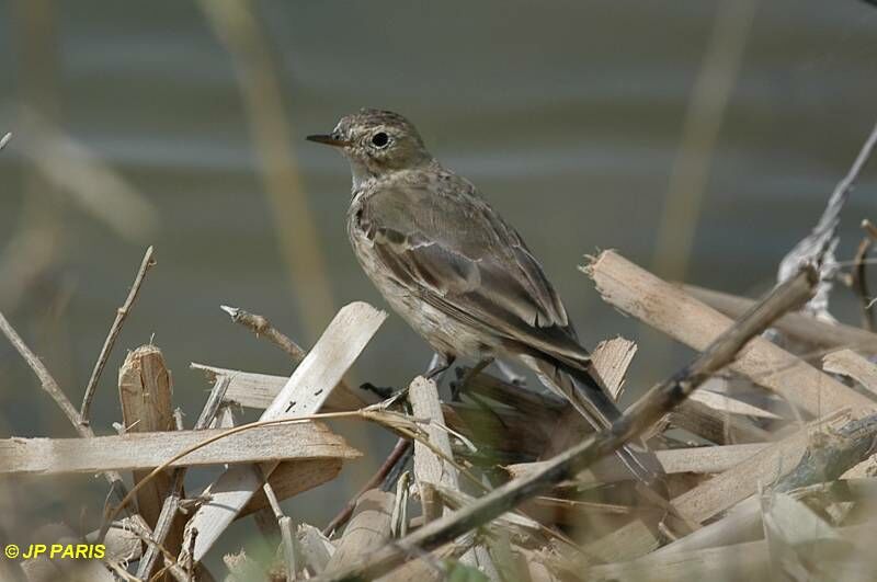 Water Pipit