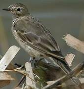 Water Pipit