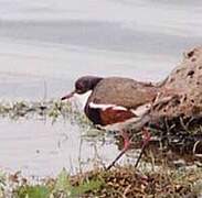 Red-kneed Dotterel