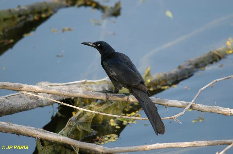 Great-tailed Grackle