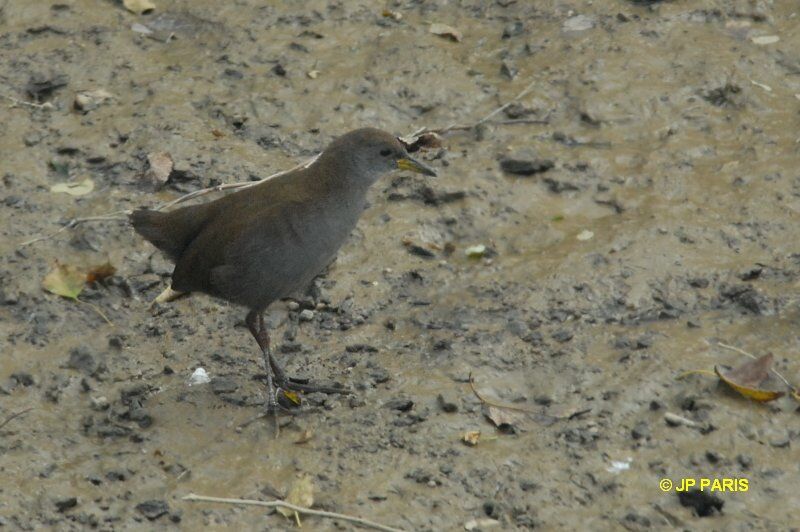 Brown Crake