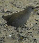 Brown Crake