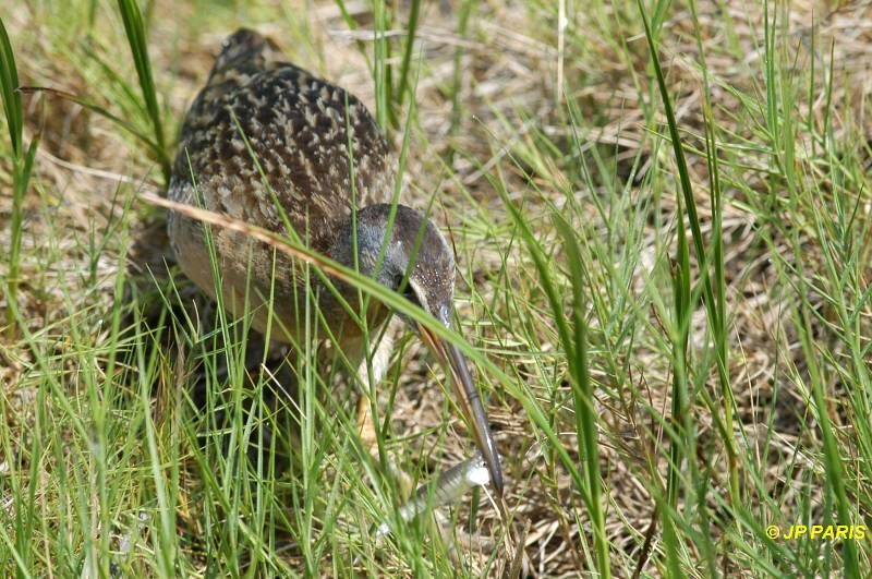 Mangrove Rail