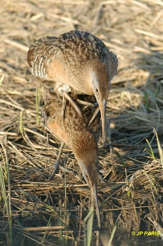 Mangrove Rail