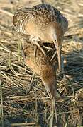 Mangrove Rail