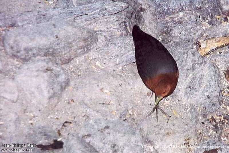 Red-necked Crake