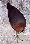 Red-necked Crake