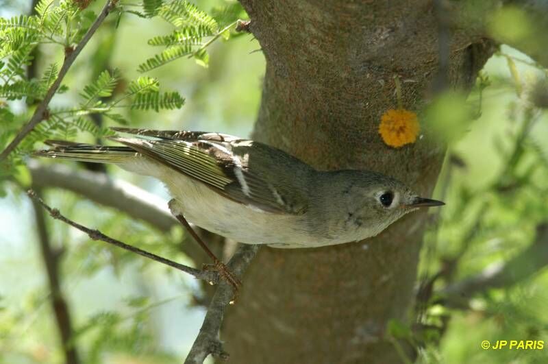 Ruby-crowned Kinglet