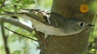 Roitelet à couronne rubis